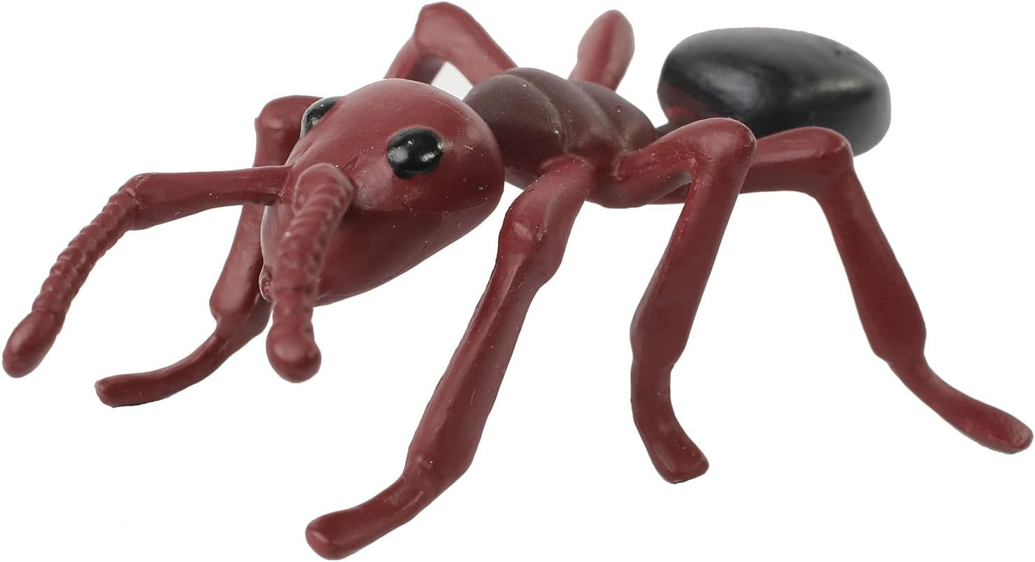 50 Live Western Harvester Ants – Grown in the USA – Includes Ant Life Cycle Stag