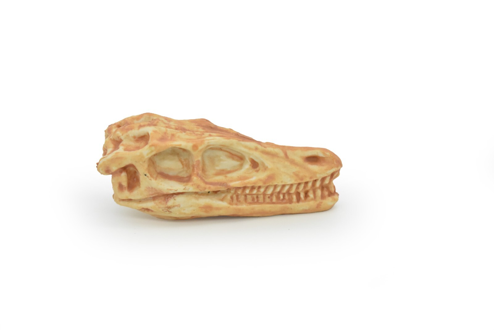 Velociraptor, Dinosaur Skull Fossil, Educational, Realistic Rubber Toy Model 2″