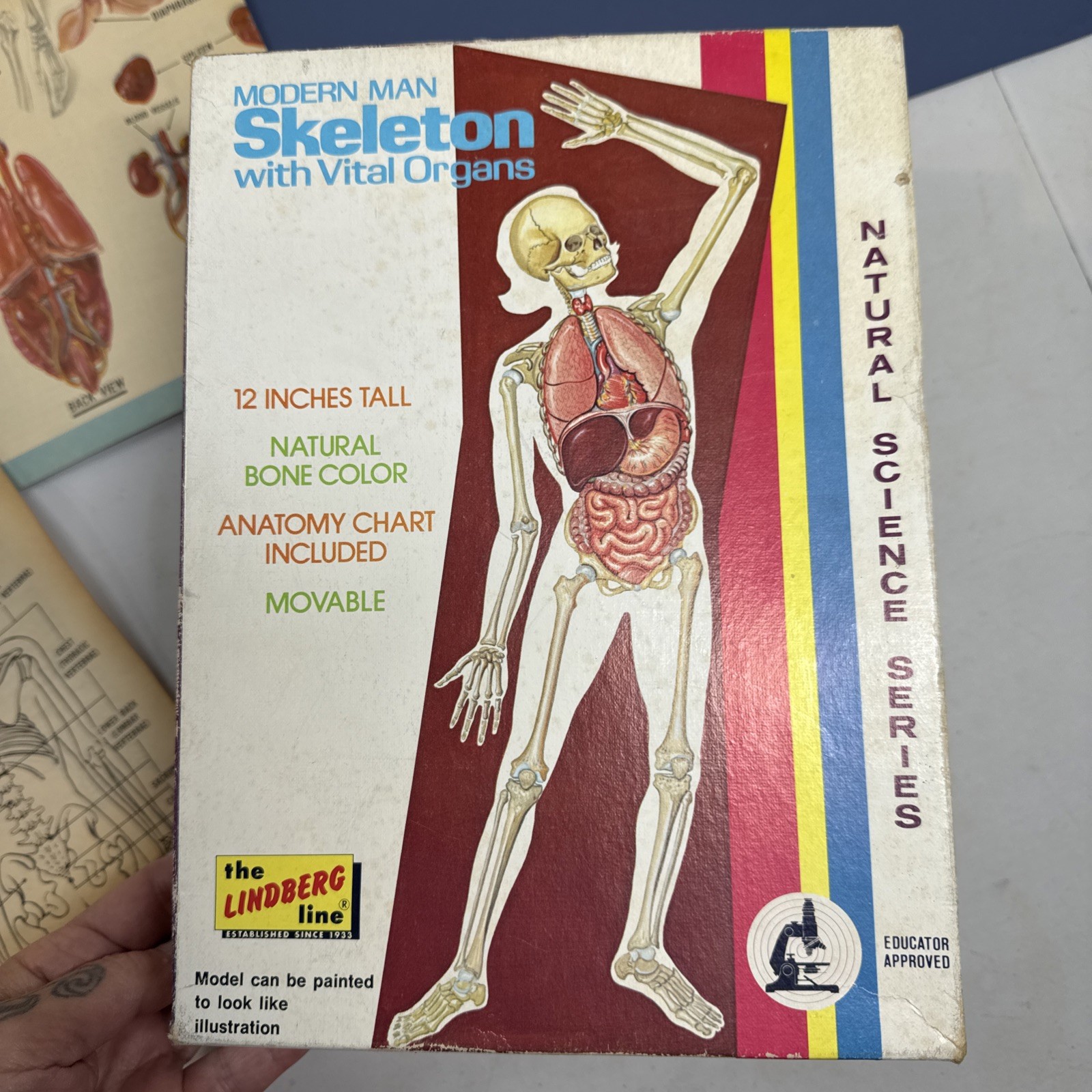 Vtg 70s Oddities Modern Man Skeleton With Vital Organs Model Kit Lindberg Weird