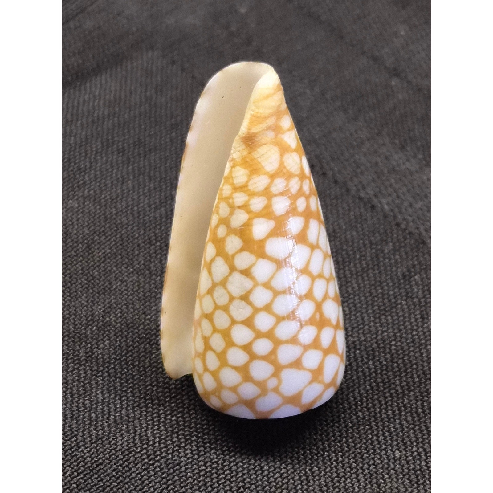 Conus cordigera Cone Shell 35mm Balabac Palawan Philippines w/ Data Tag