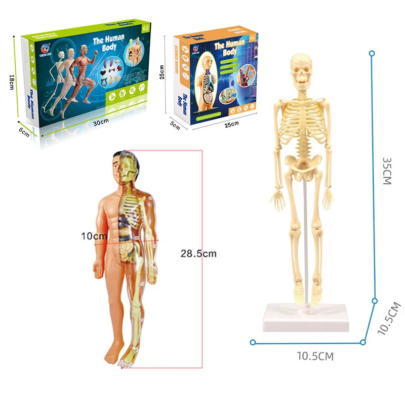 3D Human Body Torso Model Educational Learning DIY Toys