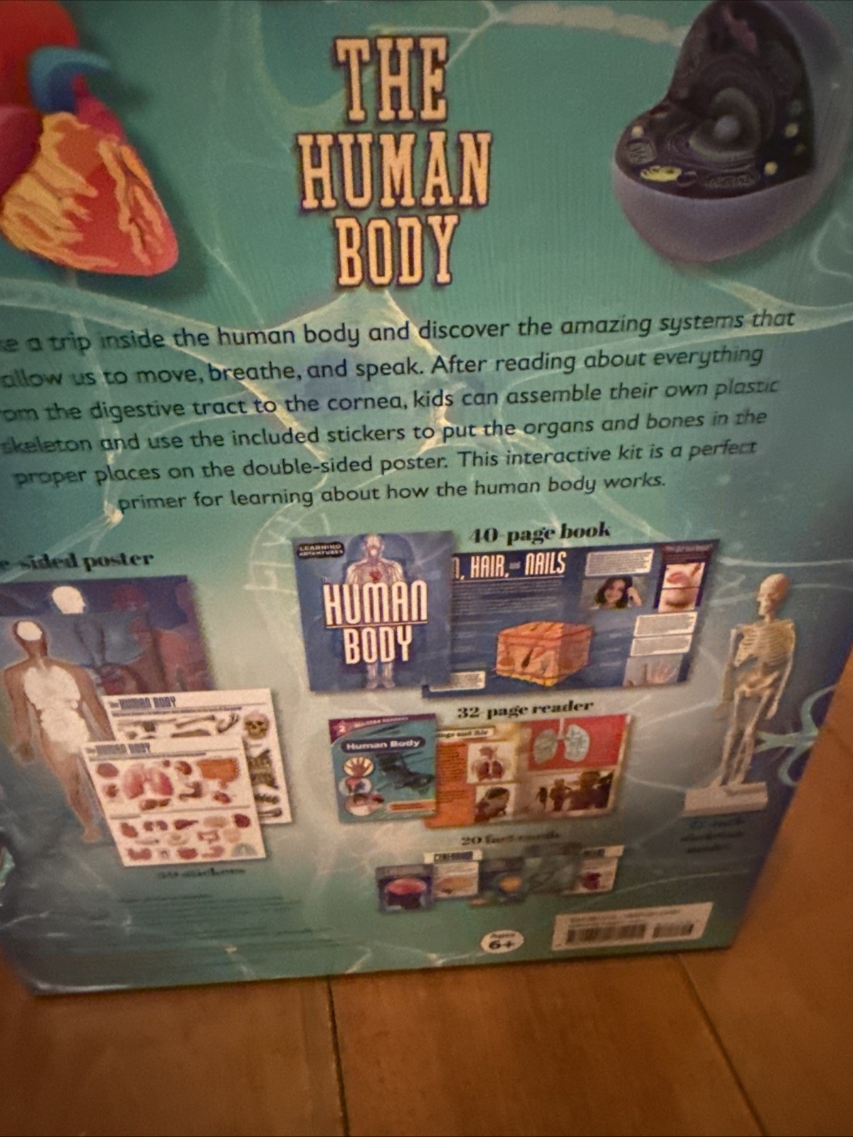 2021 Learning Adventures The Human Body 12” Skeleton, book, stickers, Poster