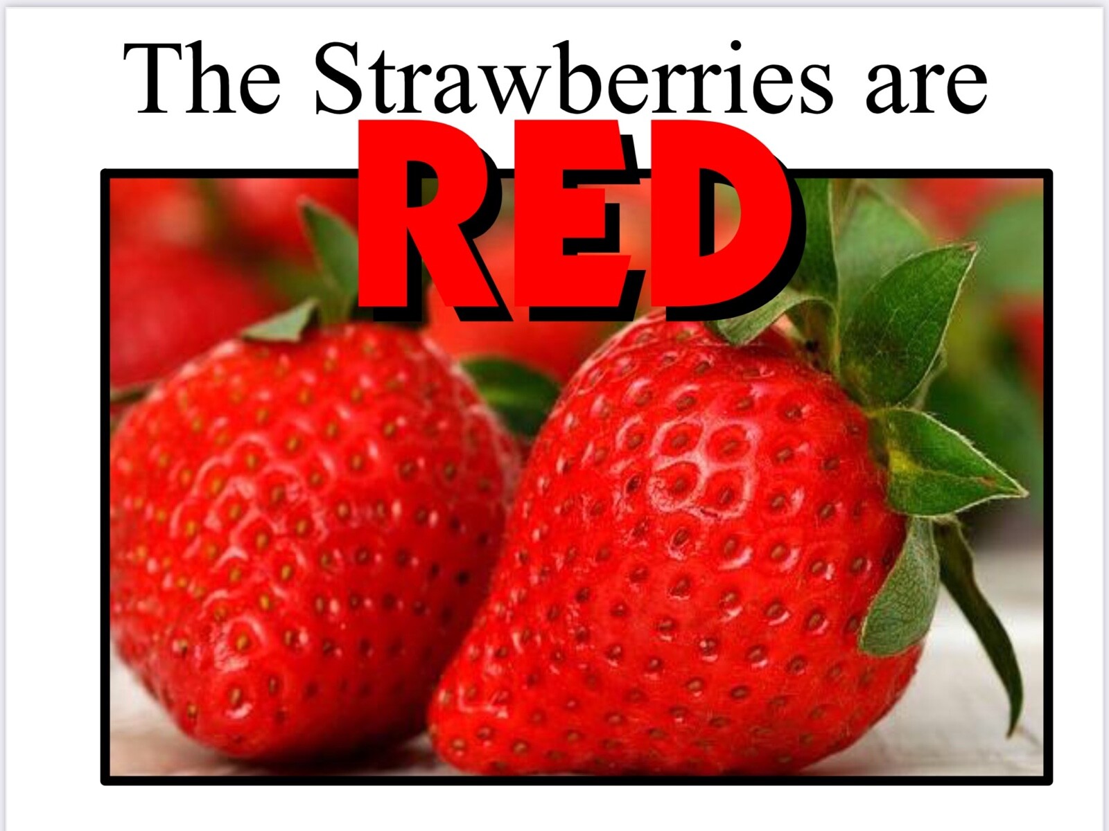 RED | The Strawberries are Red | LEARNING COLORS | Spiral Bound Picture Book