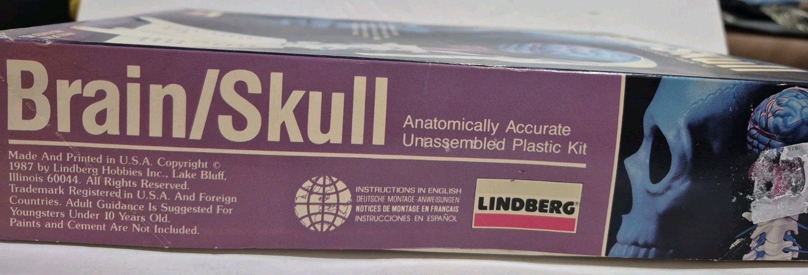 Lindberg Human Brain/Skull Anatomically Accurate Correct Plastic Science Model