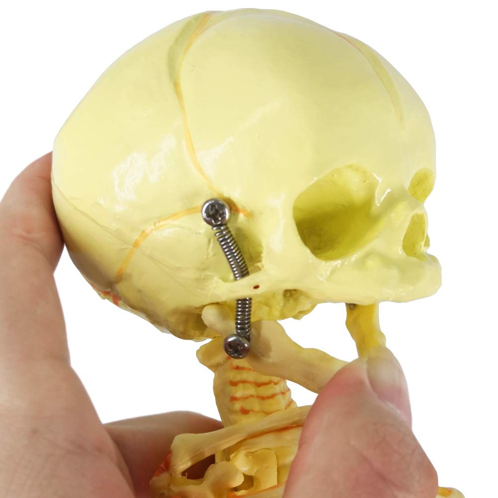 Human Fetus Skeleton, Single Head Human Newborn Baby Skeleton Model for Displ…