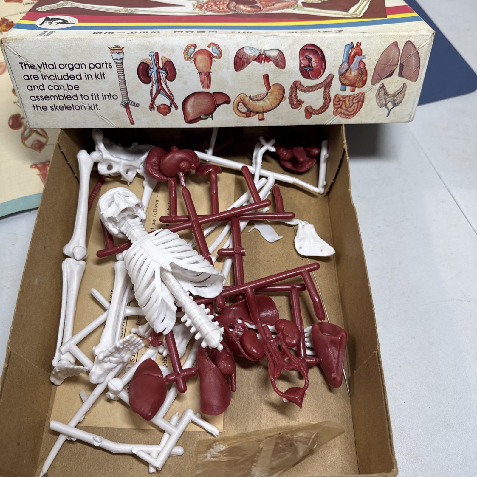 Vtg 70s Oddities Modern Man Skeleton With Vital Organs Model Kit Lindberg Weird