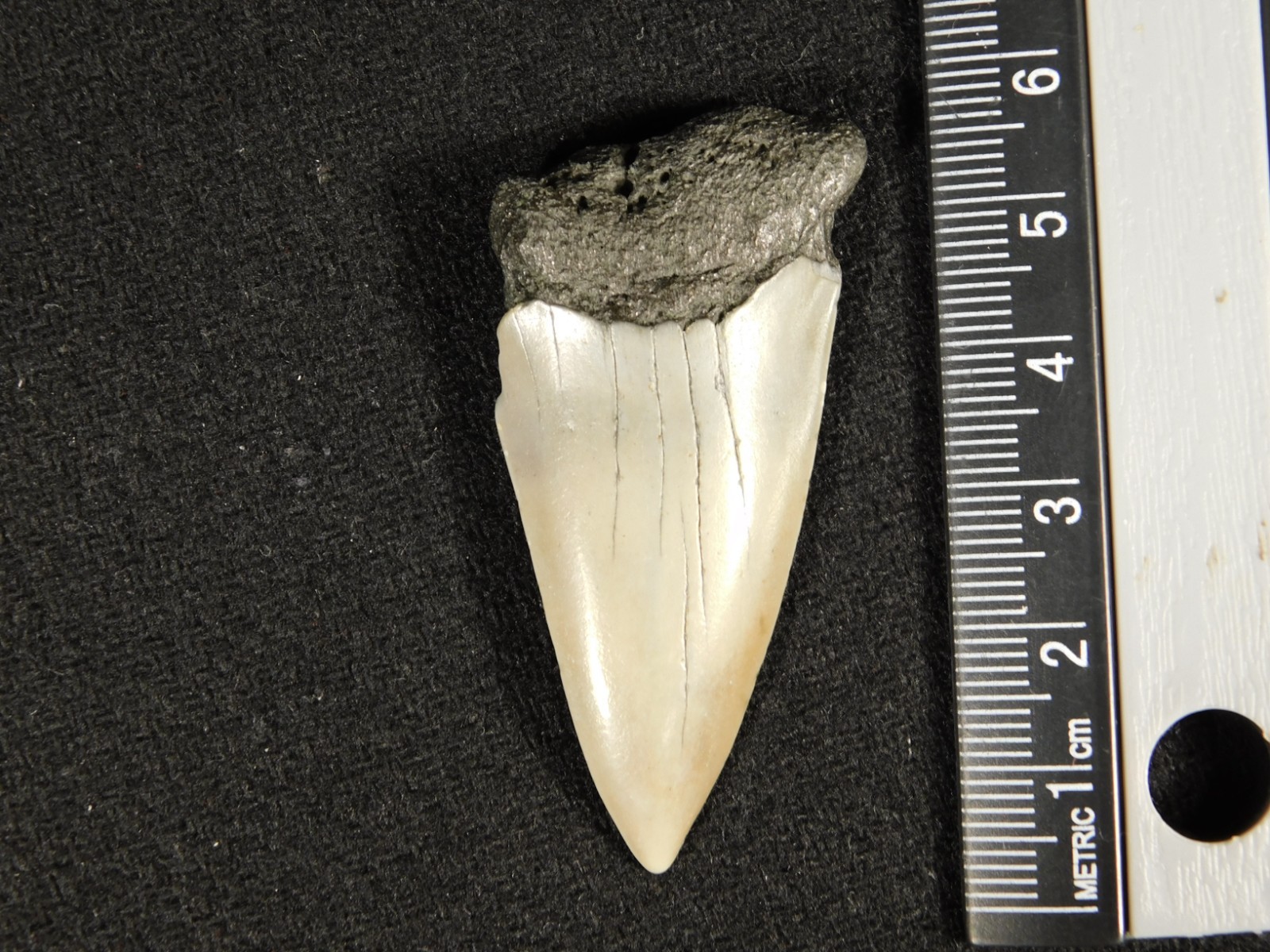 Long Ancestral Great WHITE SHARK Tooth Fossil 100% Natural South Carolina 12.6gr