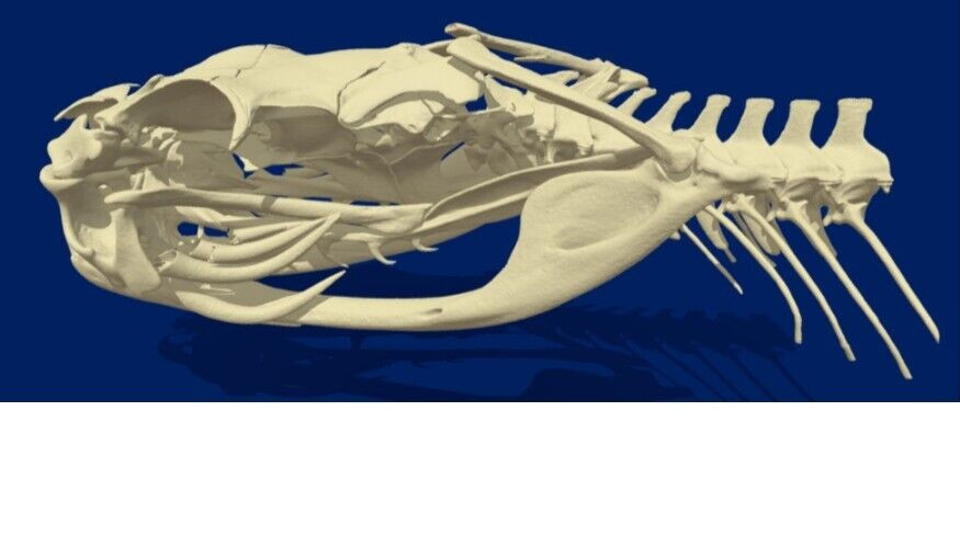 🔥Western Diamondback Rattlesnake Snake Skull Puzzle 38p FANGS SPECIMEN SK24