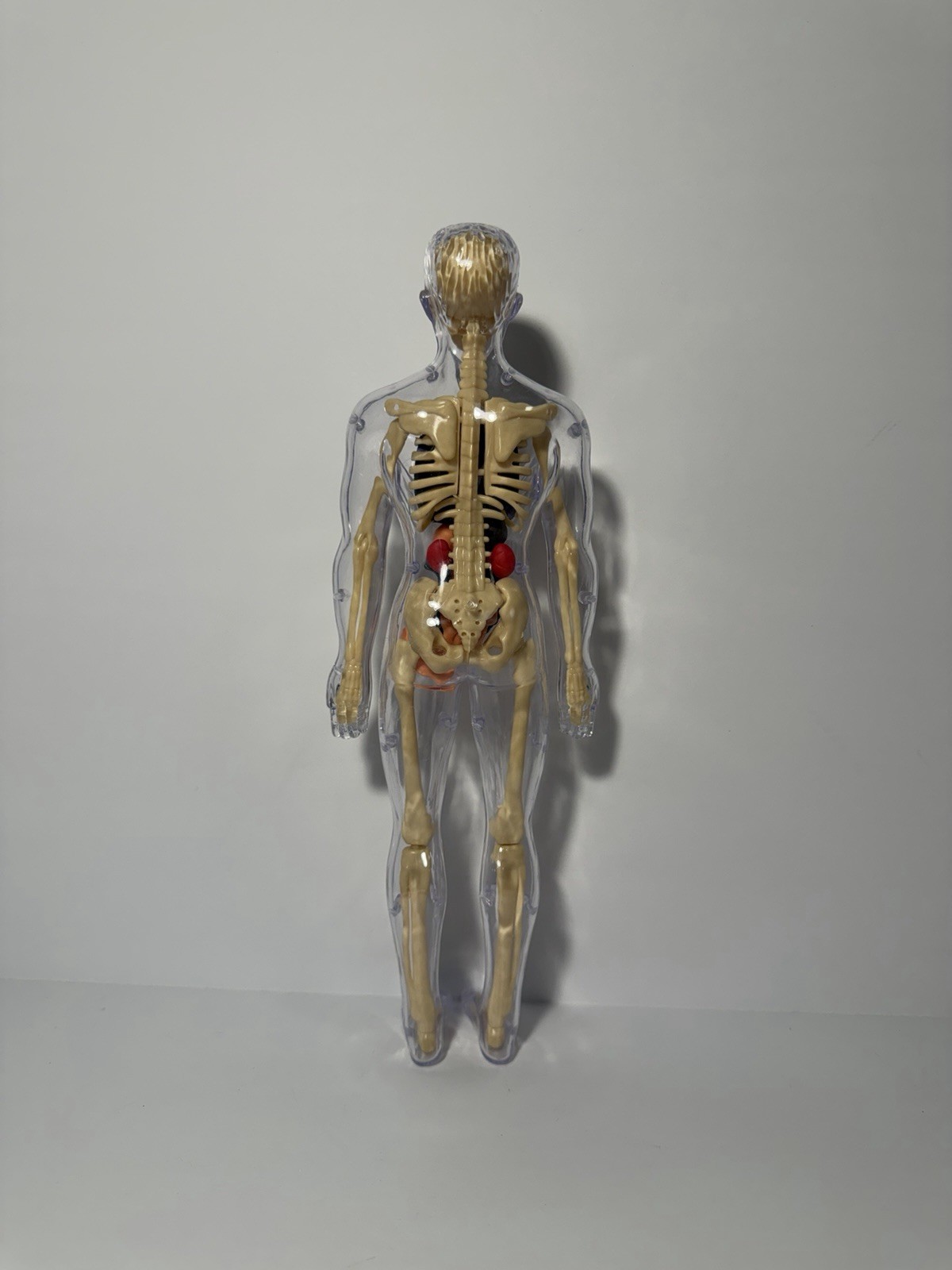 3D Human Body Anatomy Model Fully Transparent DIY for Kid Removable Skeleton Toy