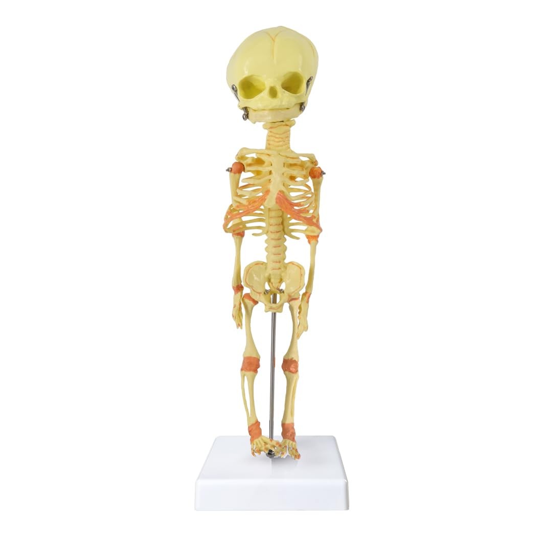 Human Fetus Skeleton, Single Head Human Newborn Baby Skeleton Model for Displ…