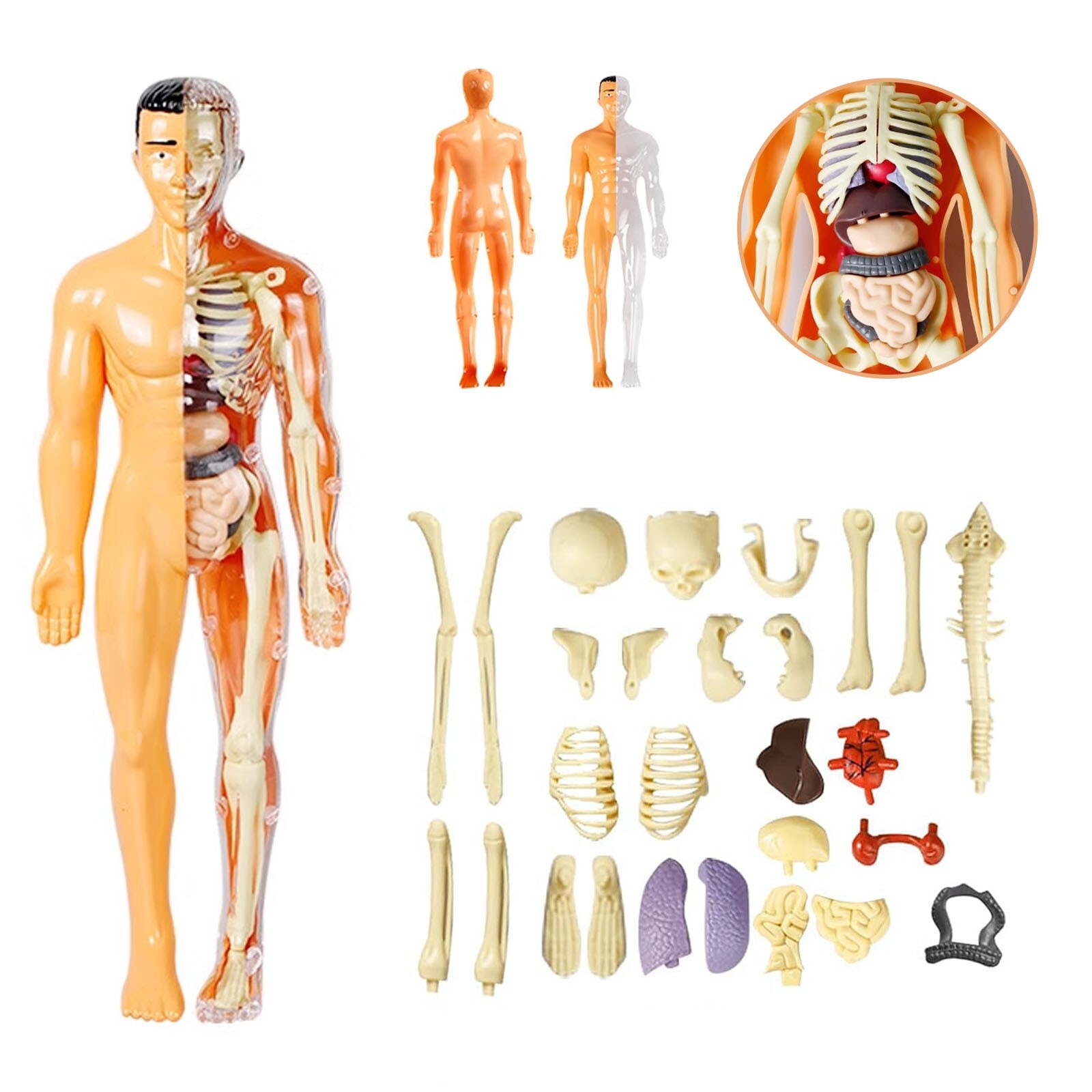 Half Transparent 3D Human Body Anatomy Model DIY Skeleton Model for Kids Gift