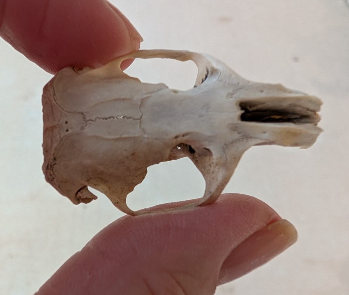 30 to 35 Owl Pellet Bones in a Small Glass Jar and a Bone Identification Chart.