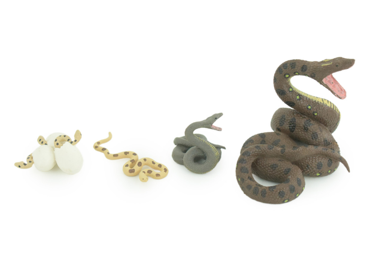 Python Life Cycle, 4 Piece Toy Set, Realistic Rubber Model, 3 1/2″ CH990 BB215