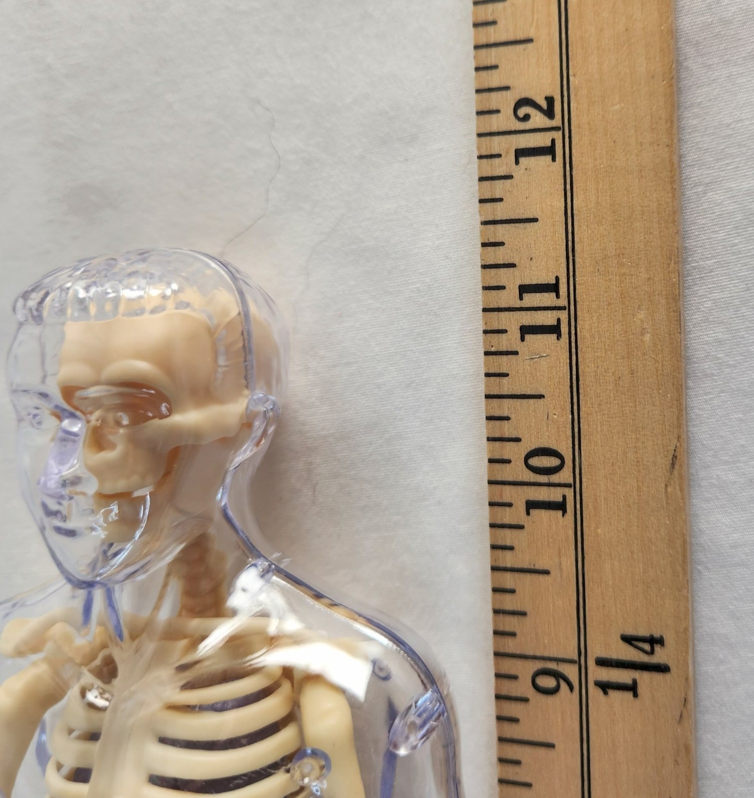 Clear Human Body Skeleton Model Kit 3D Human Anatomy Structure Model Kit