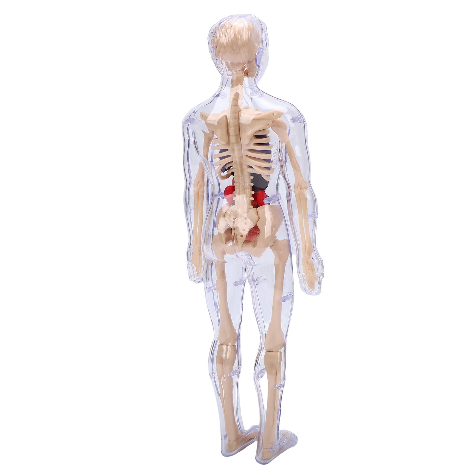 1-Clear Human Body Skeleton Model Kit 3D Human Anatomy Structure Model Kit