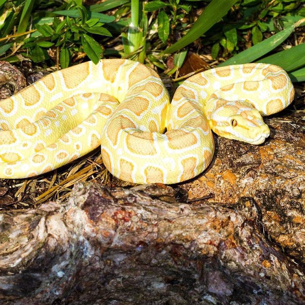 Safari Ltd. Albino Burmese Python Figurine – Lifelike 1 inch, Multicoloured