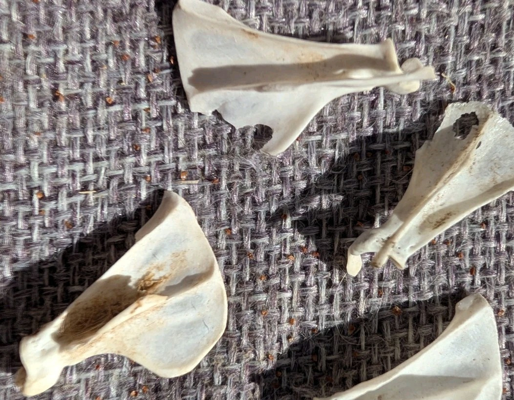 30 to 35 Owl Pellet Bones in a Small Glass Jar and a Bone Identification Chart.