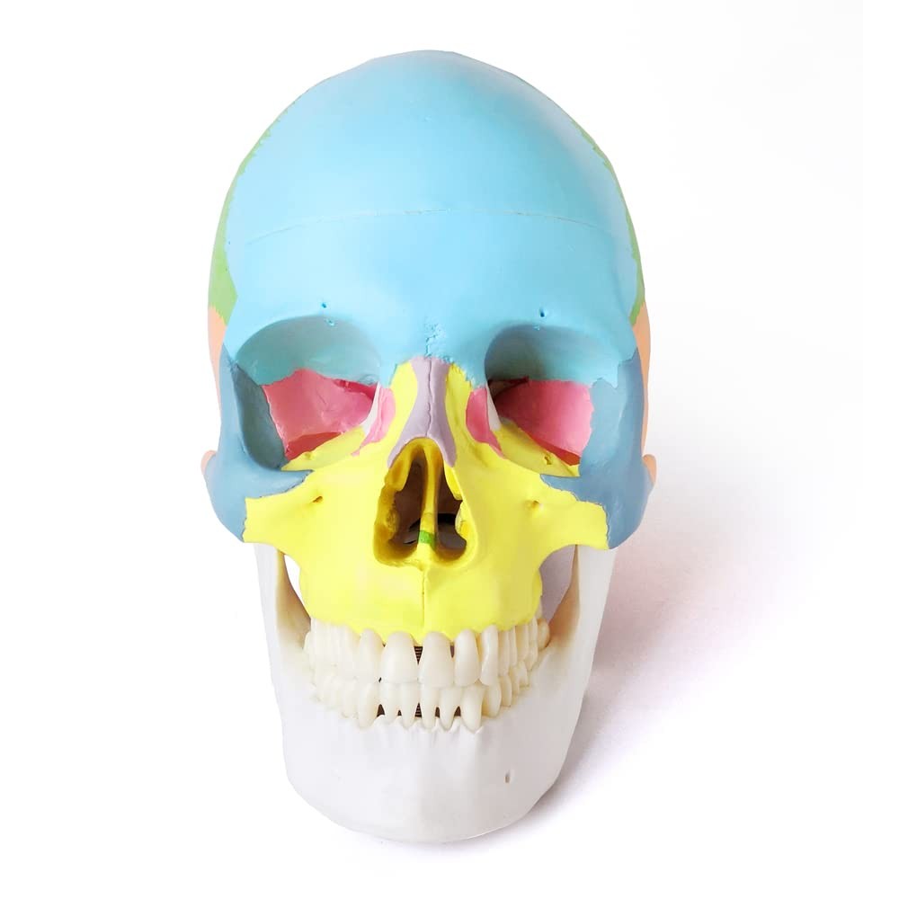 Merinden Painted Human Skull Model Life Size Replica Medical Anatomy Adult