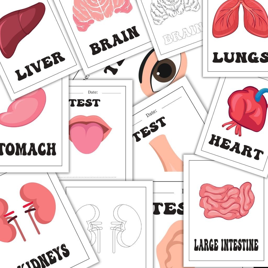 Human Anatomy Printable worksheets | Kids Coloring Pages & Body Systems