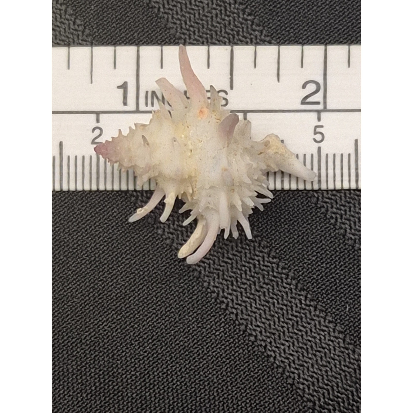 Latiaxis nakayasui 30mm Spiny Seashell Panglao Bohol Philippines w/ Label