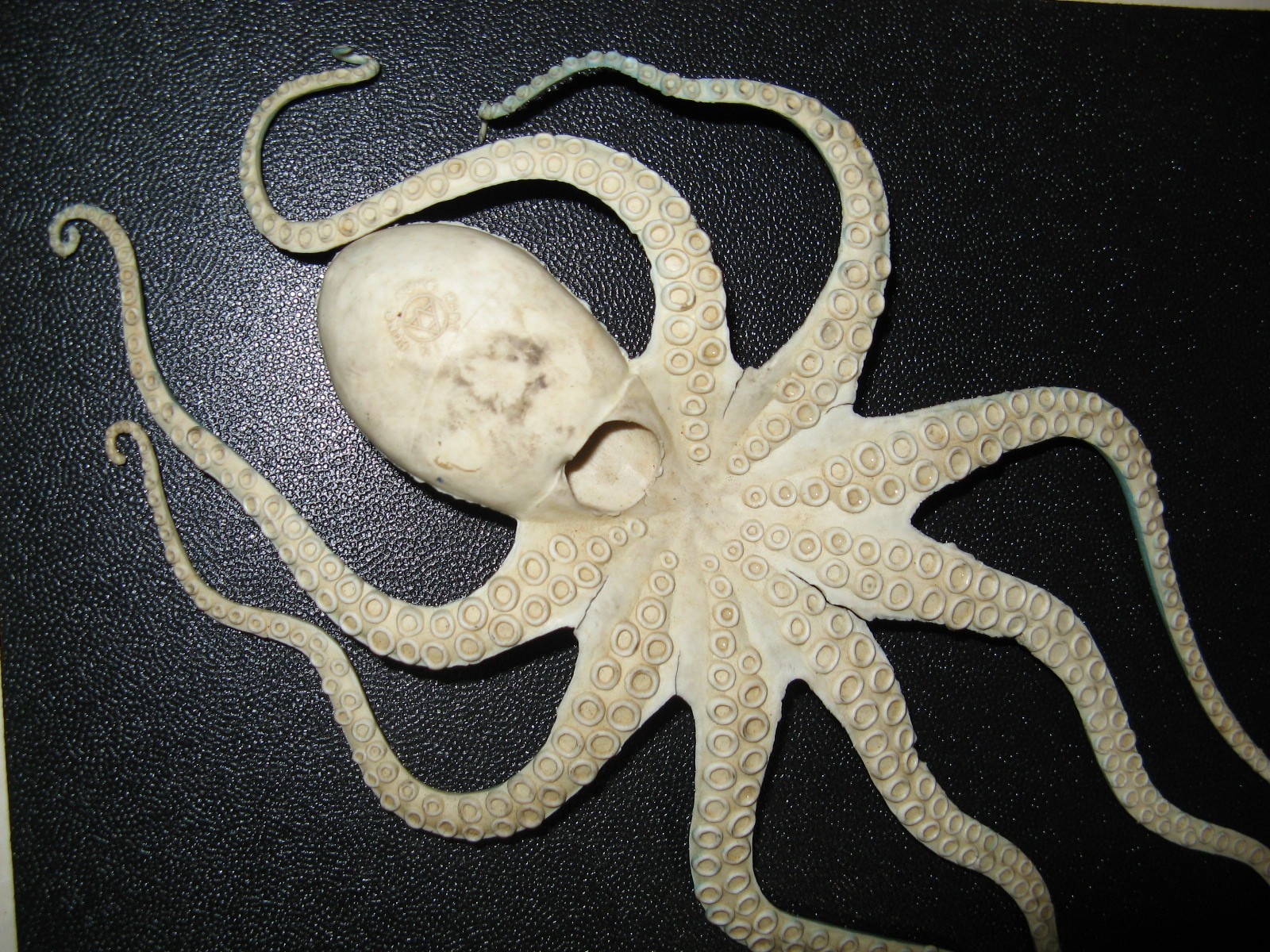 1960s – 1970s ? Vintage 13” Long, Toy Octopus, White & Blue, Hong Kong