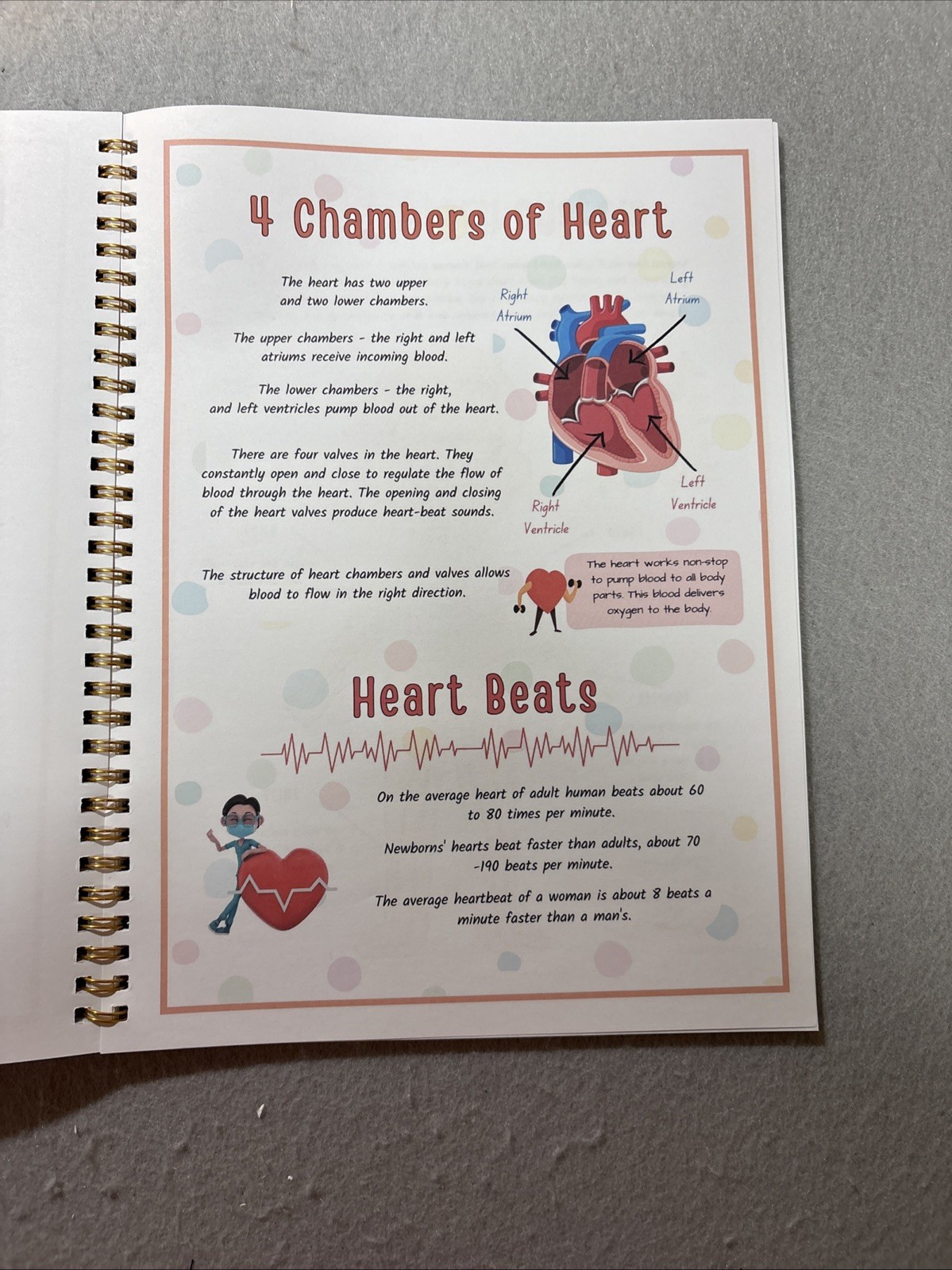 Human Body Anatomy Busy Book for Kids Ages 4-8. Montessori Body Model