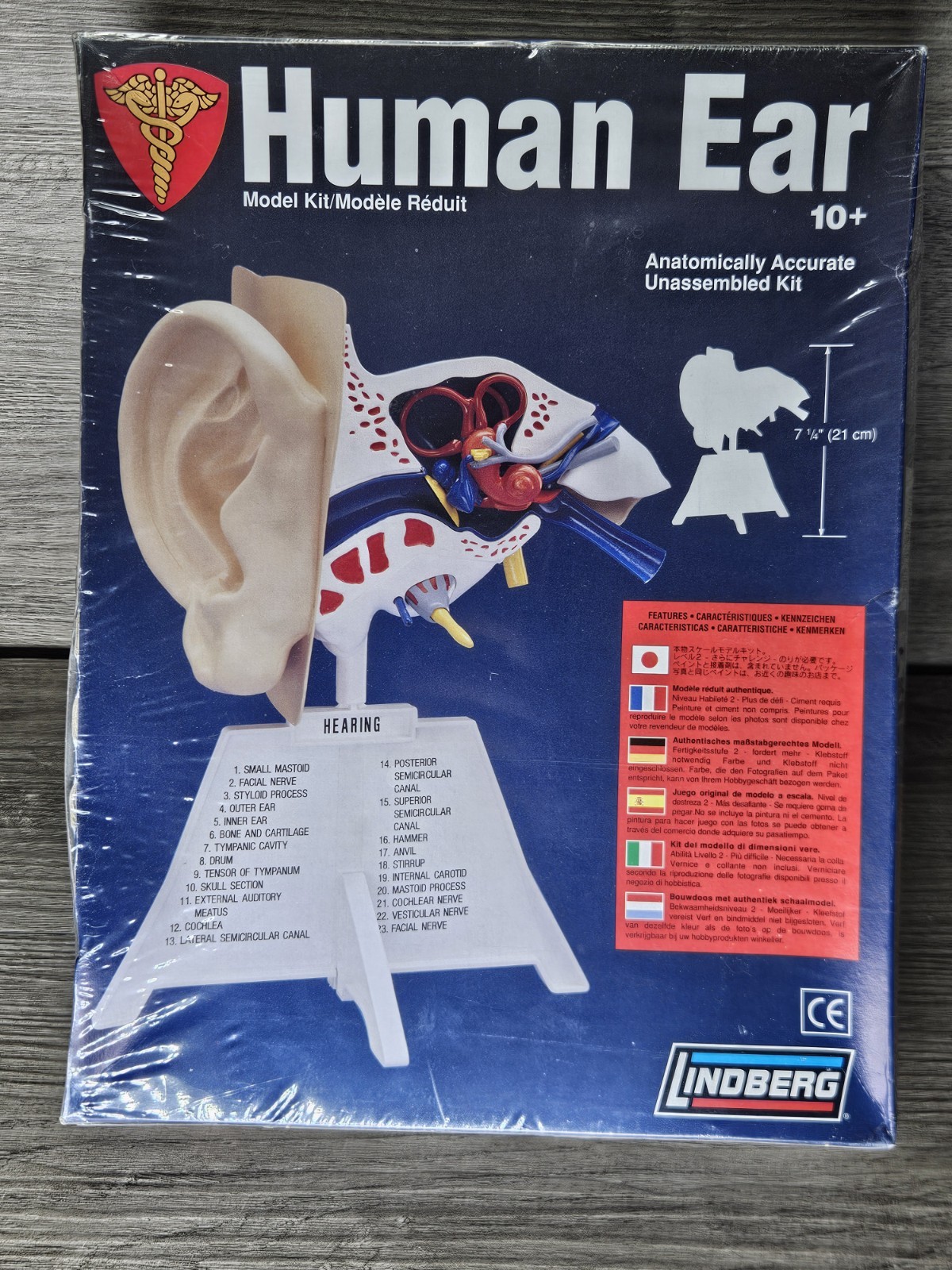 Linberd Human Ear Anatomically Accurate Unassembled Kit NIB Sealed
