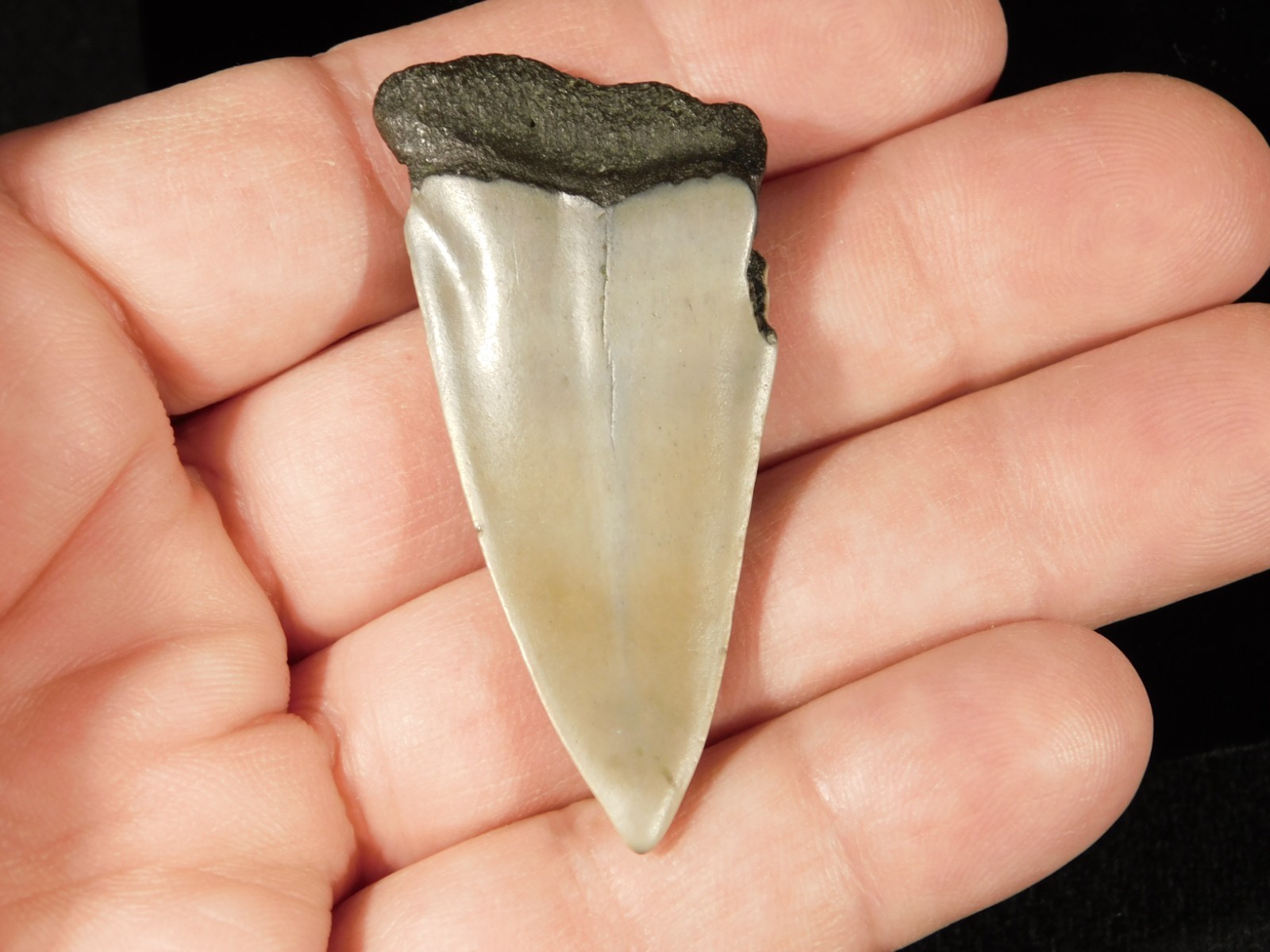 Long Ancestral Great WHITE SHARK Tooth Fossil 100% Natural South Carolina 12.6gr