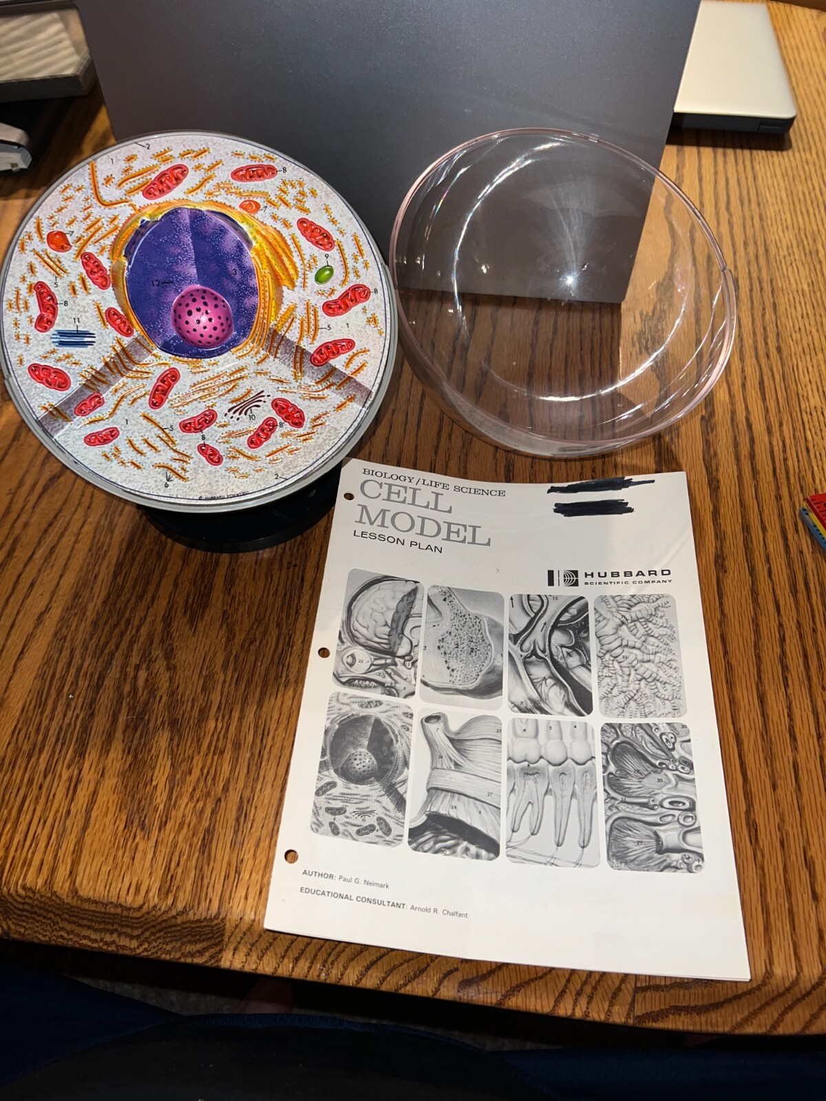 Hubbard Scientific 3-D Biological Cell Model Globe 1968