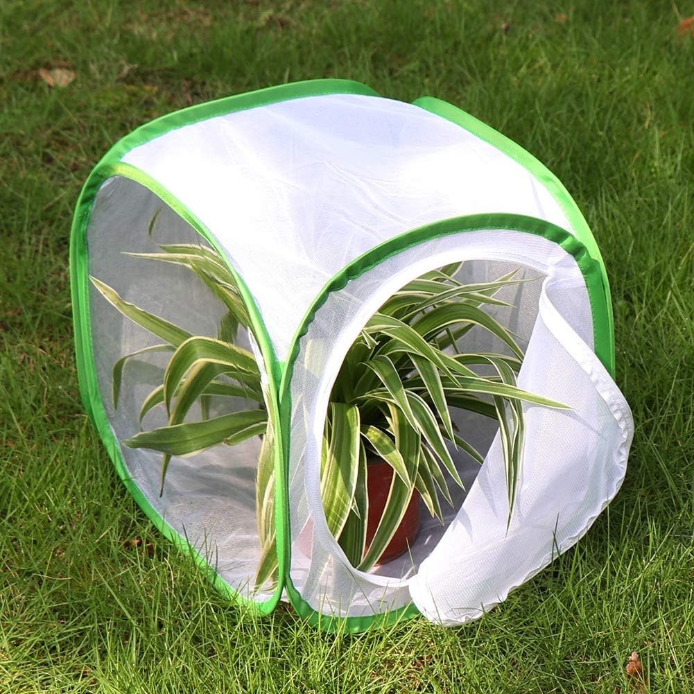 Insect and Cage Terrarium Pop-up 12 X 12 X 12 Inches