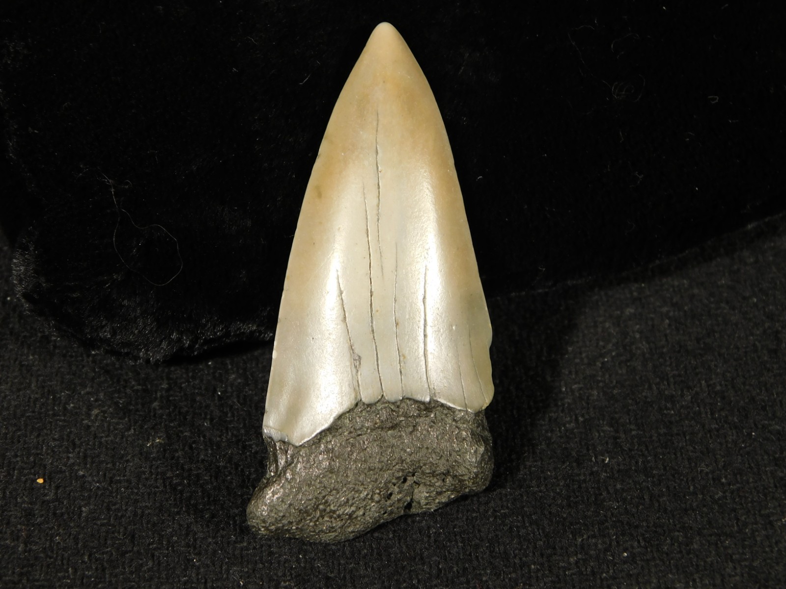 Long Ancestral Great WHITE SHARK Tooth Fossil 100% Natural South Carolina 12.6gr