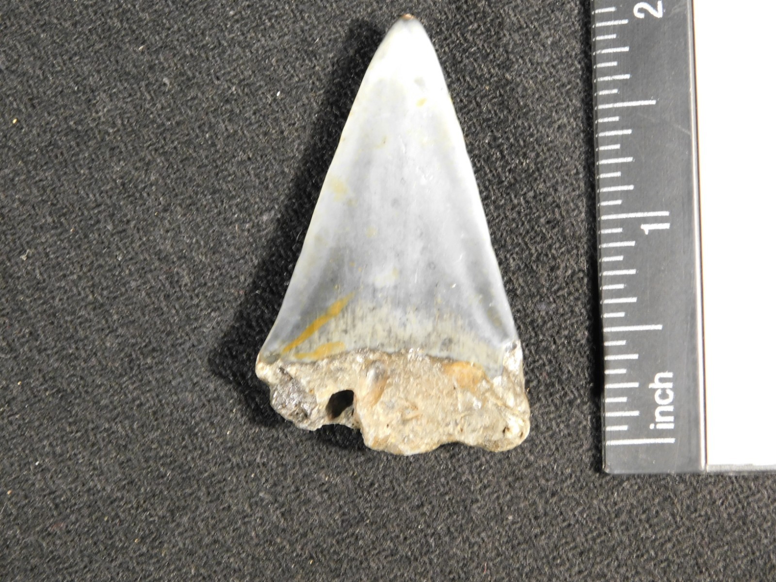 NICE! Ancestral Great WHITE SHARK Tooth Fossil 100% Natural 6.31