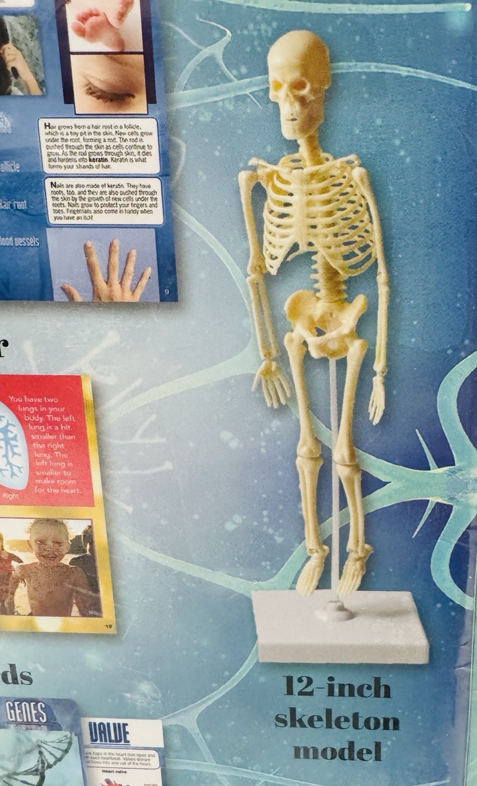 Adventures in Science: The Human Body Interactive Learning Kit 3D
