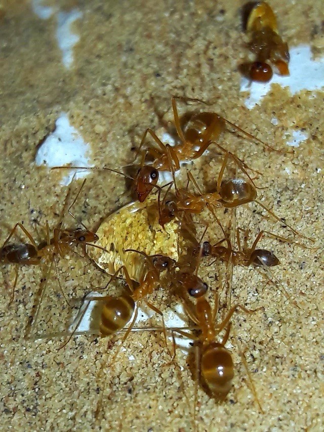 SPRING SALE! CARAMEL Myrmecocystus Mexicanus Colony~10w Queen Ant -Insect feeder