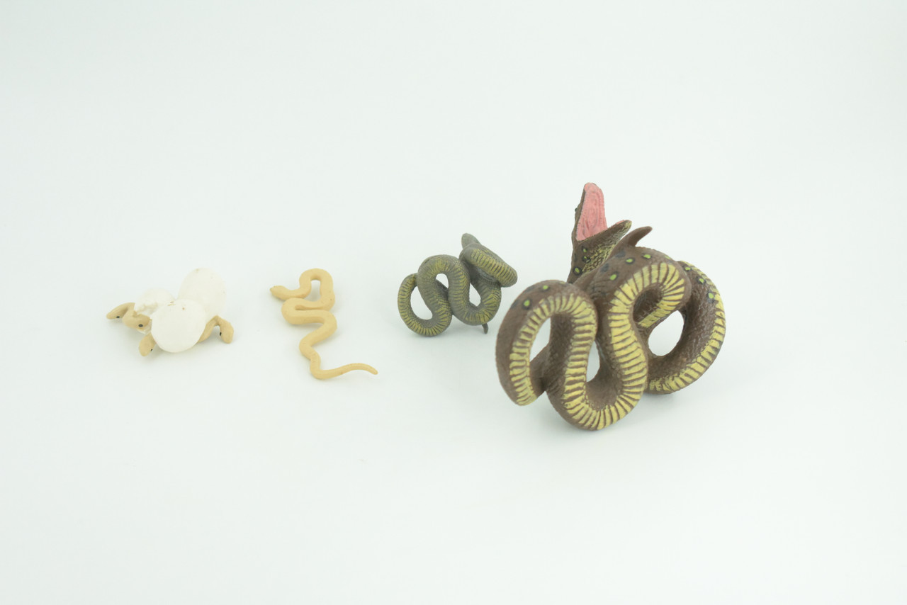 Python Life Cycle, 4 Piece Toy Set, Realistic Rubber Model, 3 1/2″ CH990 BB215