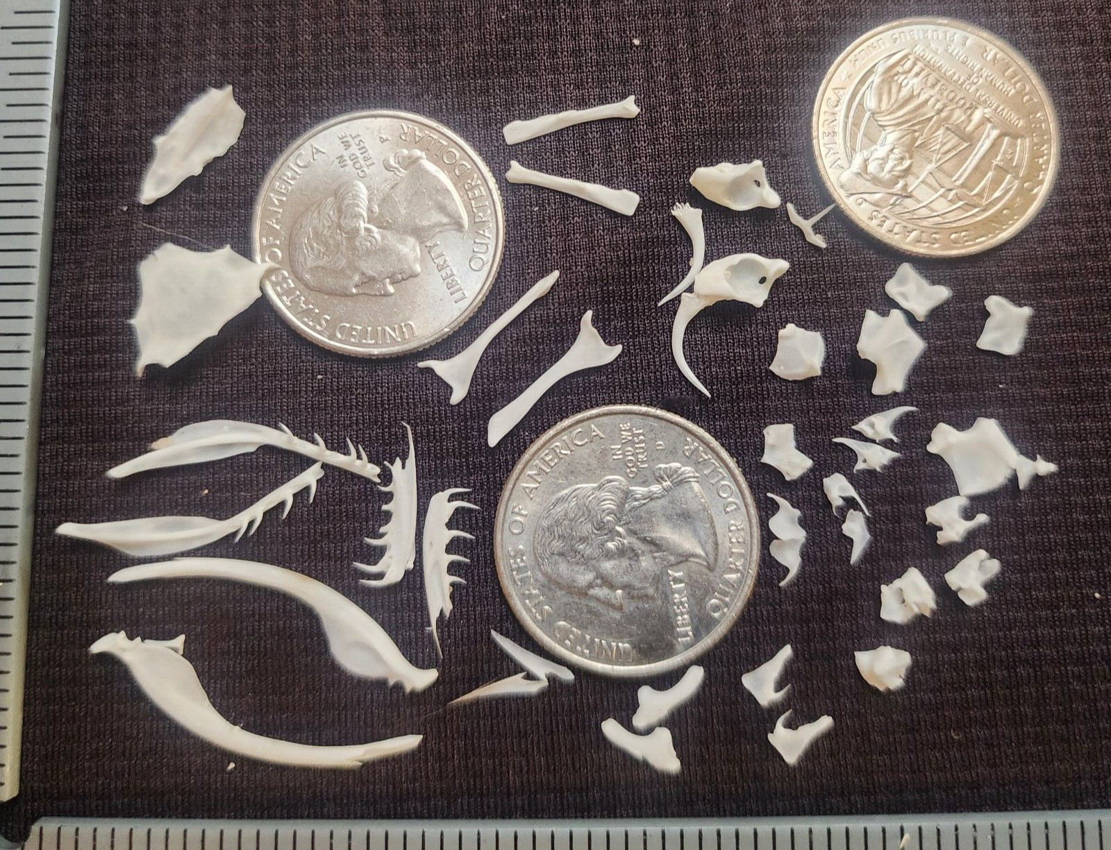 4 Puzzles!! Western Diamondback Rattlesnake Snake Skull FANGS SPECIMEN SK4B