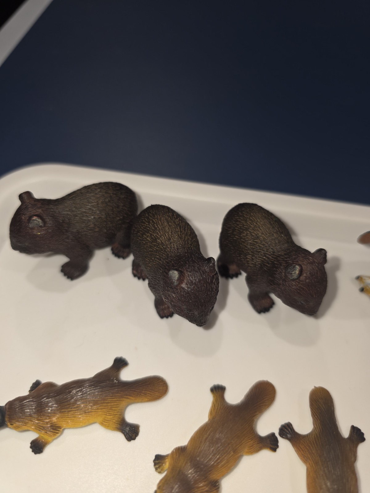 Australia Animal Toy Figures Penguin Wombat Echidna Platypus Science Nature
