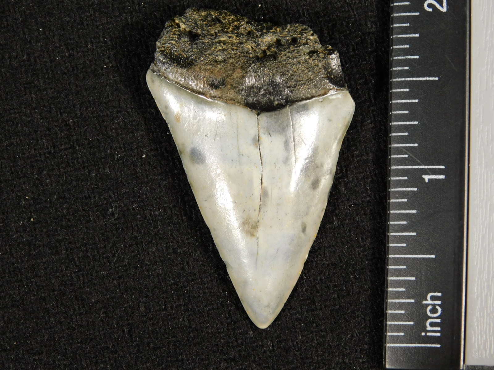 Ancestral Great WHITE SHARK Tooth Fossil 100% Natural 10.0gr