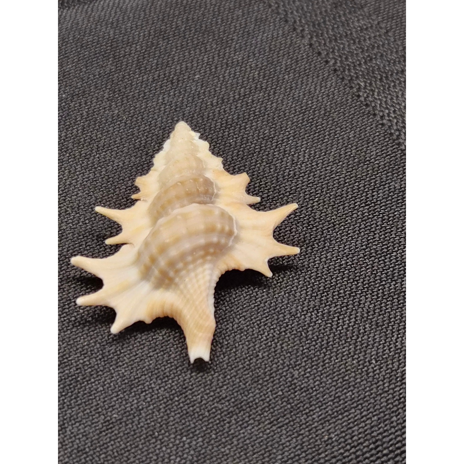 Apollon microstoma Seashell 32mm Bohol Philippines w/ Clover Label