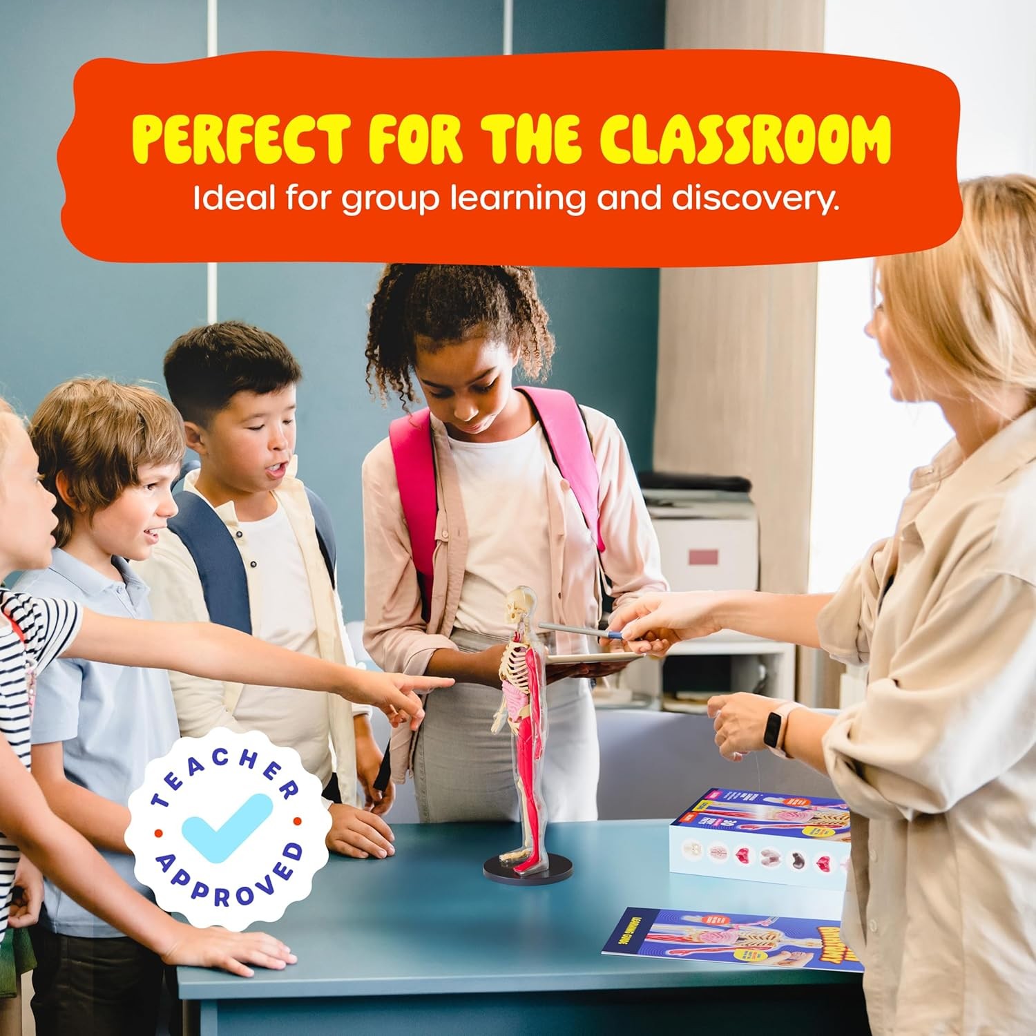 Dan&Darci Human Anatomy Squishy Body Model – Science Kits for Kids Ages 4-8 – ST