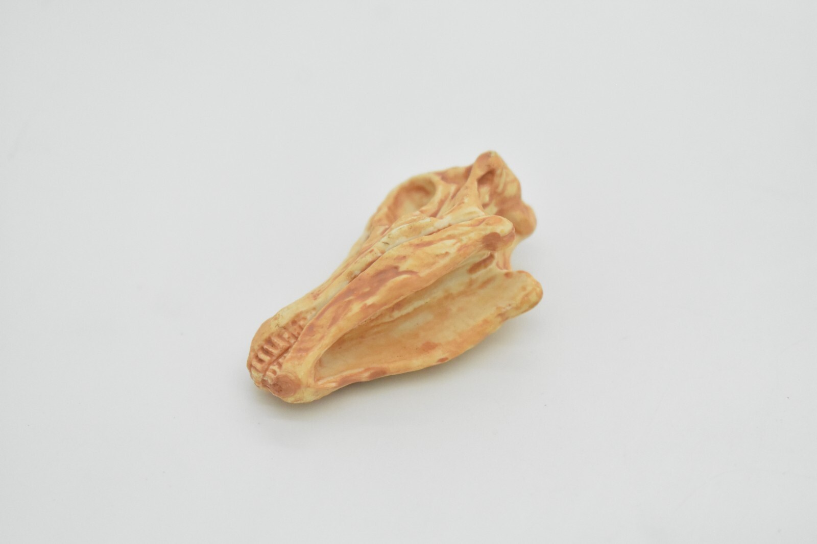 Diplodocus, Dinosaur Skull Fossil, Educational, Realistic Rubber Toy Model 1.5″
