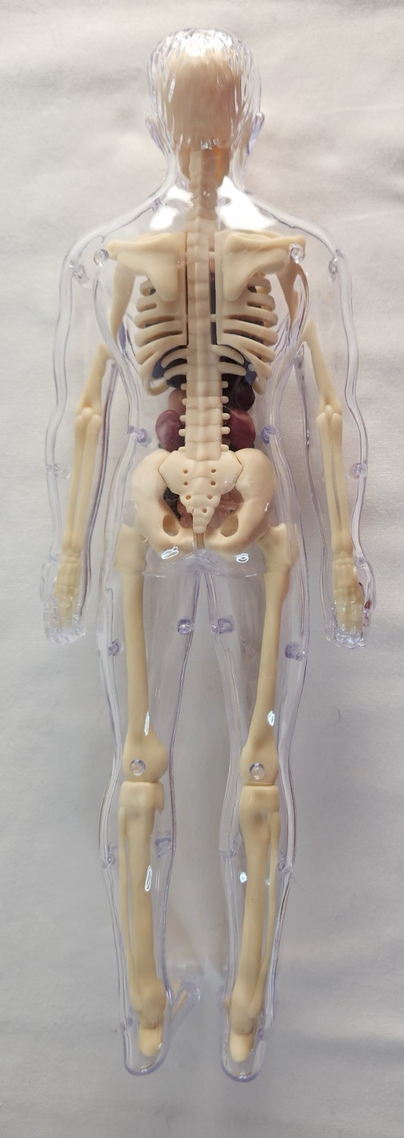 Clear Human Body Skeleton Model Kit 3D Human Anatomy Structure Model Kit