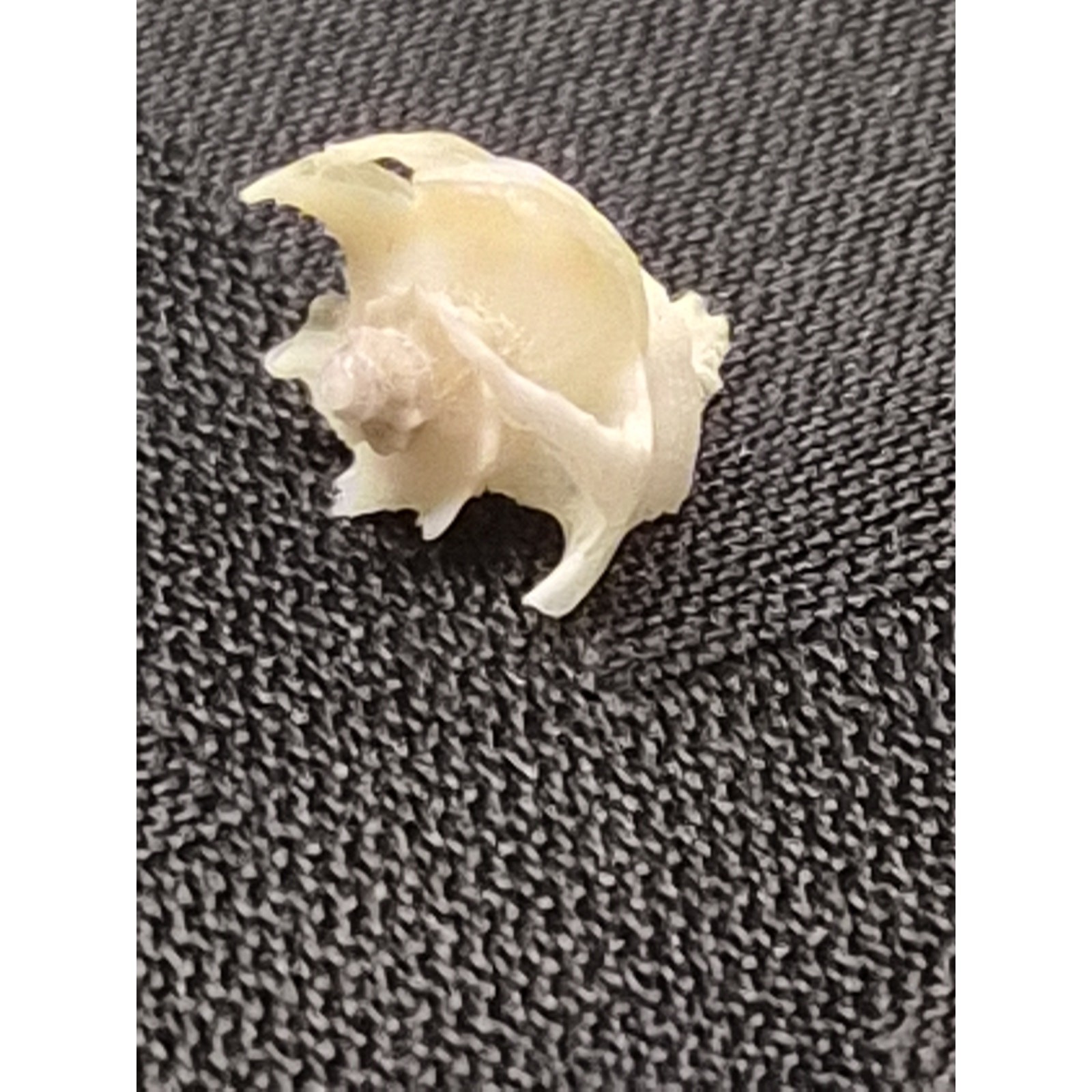 Latiaxis Shell Pair 14mm 7mm Bohol Philippines Phillip Clover Label