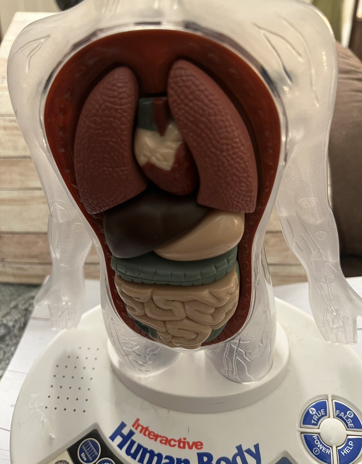 Interactive Talking Human Body Model Learn about organs, systems +quiz