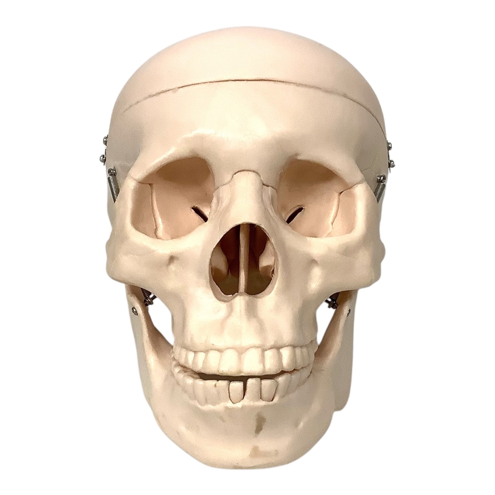 PVC Human Skull Life Size Adult Model Anatomy Teaching Instruction Top Removable