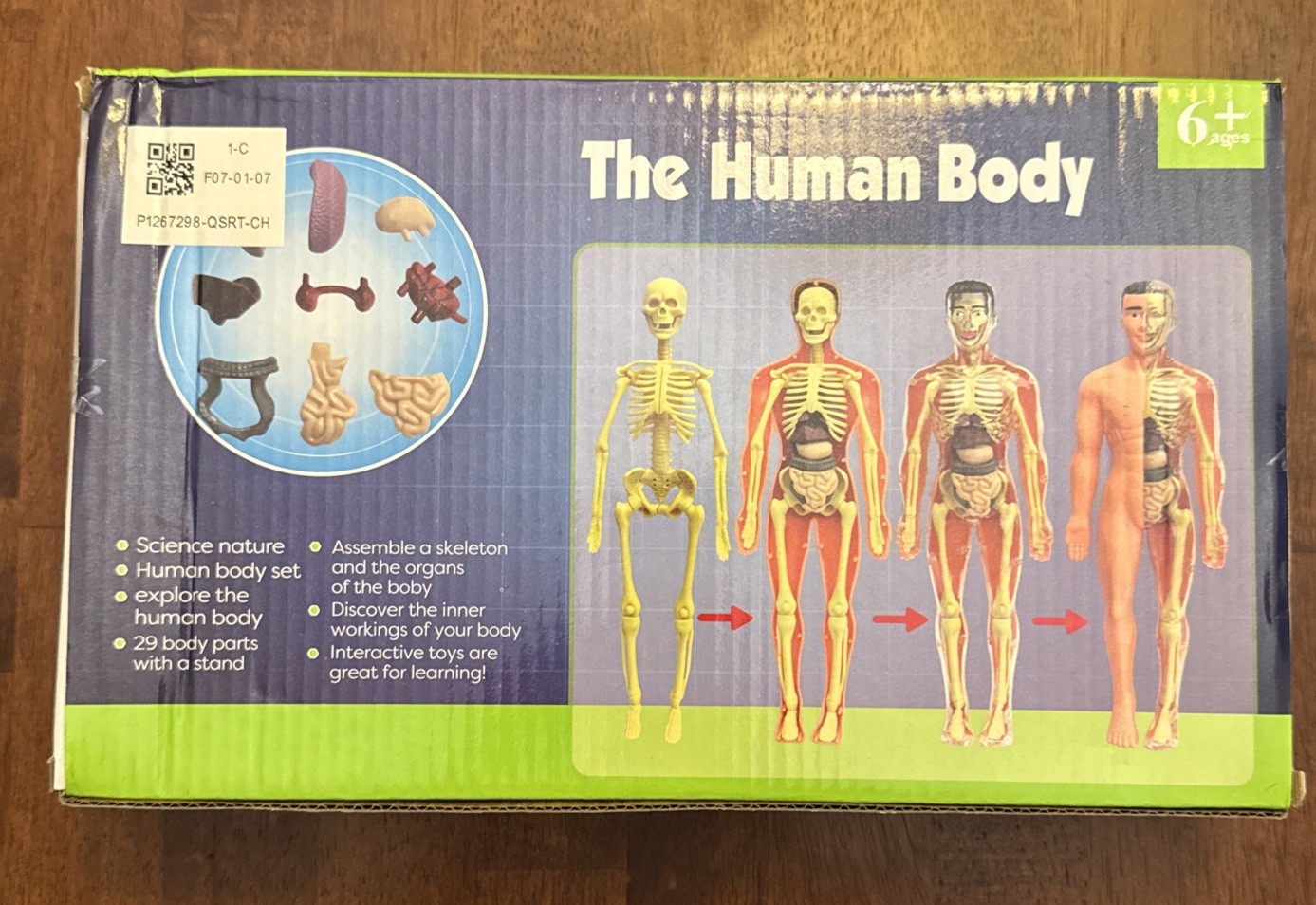 3D Human Body Torso Model for Kid Anatomy Model Skeleton, 29 Removable Parts