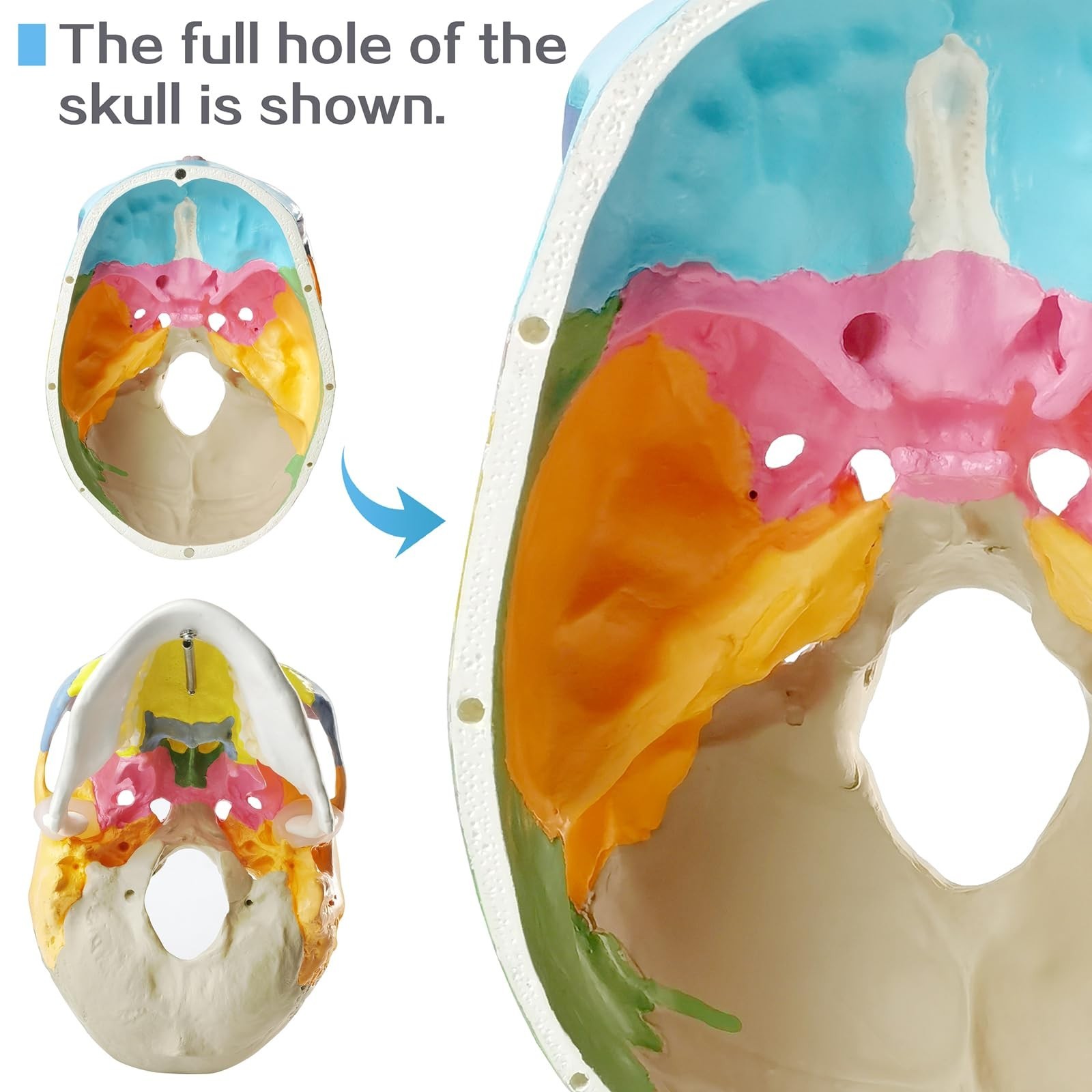 2026 New Anatomy Skull Model,Human Medical Skull Model Dental ClinicTeaching …