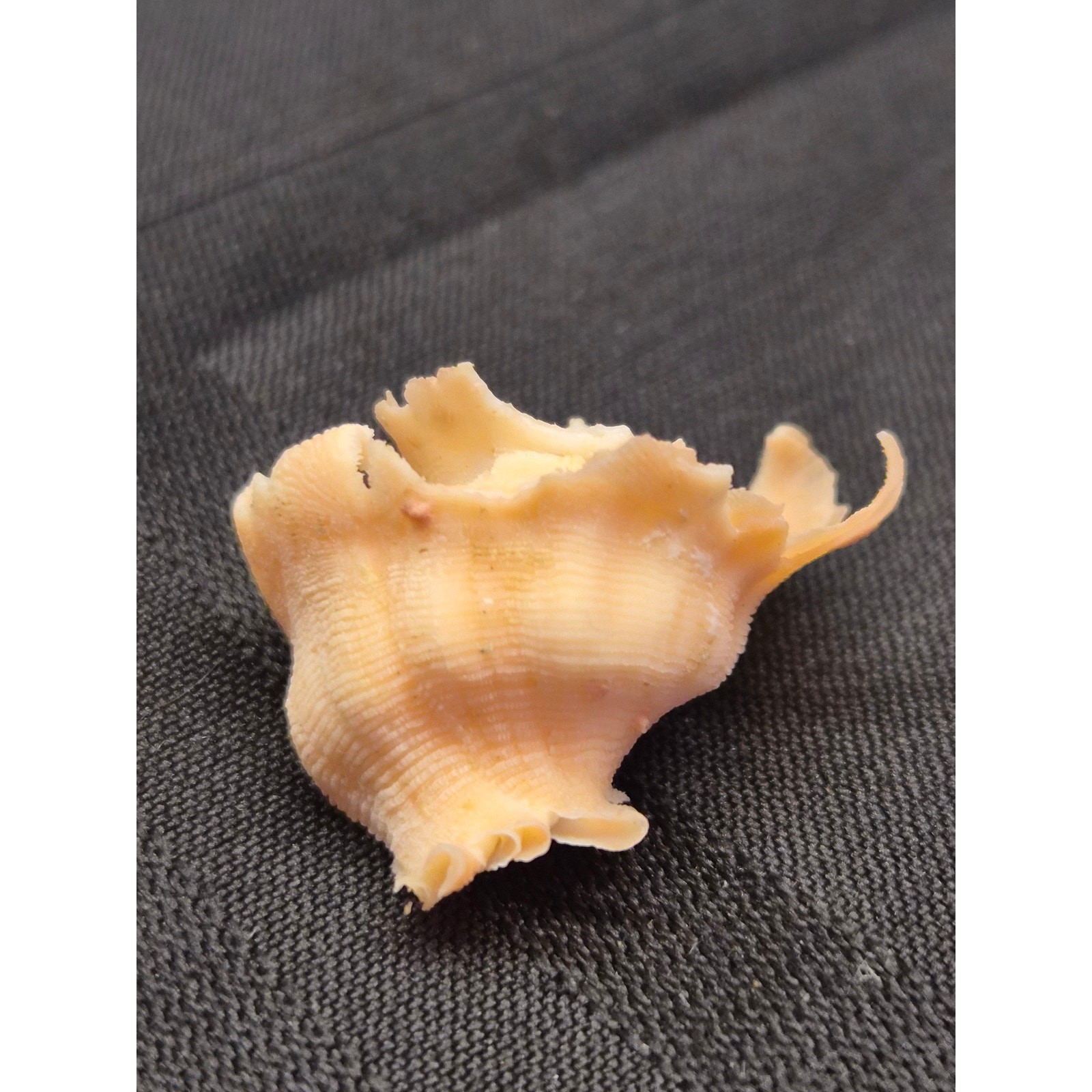 Babelomurex longispinosus 30mm Bohol Philippines Shell 11/16/1994 Label