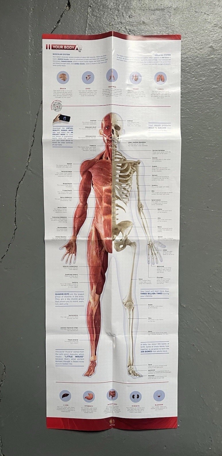 3D Human Body Anatomy Model DIY Skeleton Toy Removable Parts for Kid Aldult