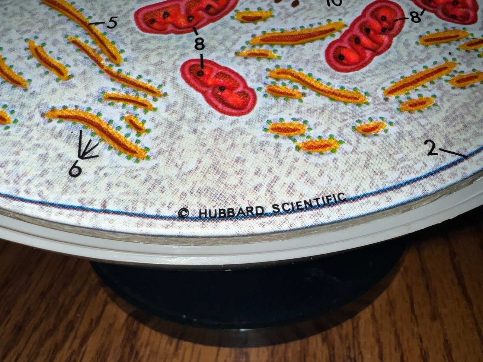 Hubbard Scientific 3-D Biological Cell Model Globe 1968